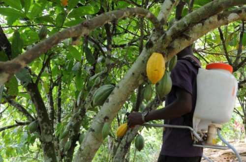 Cocoa farmer spraying