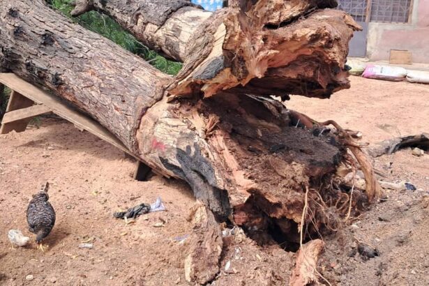 Buduburam tree accident